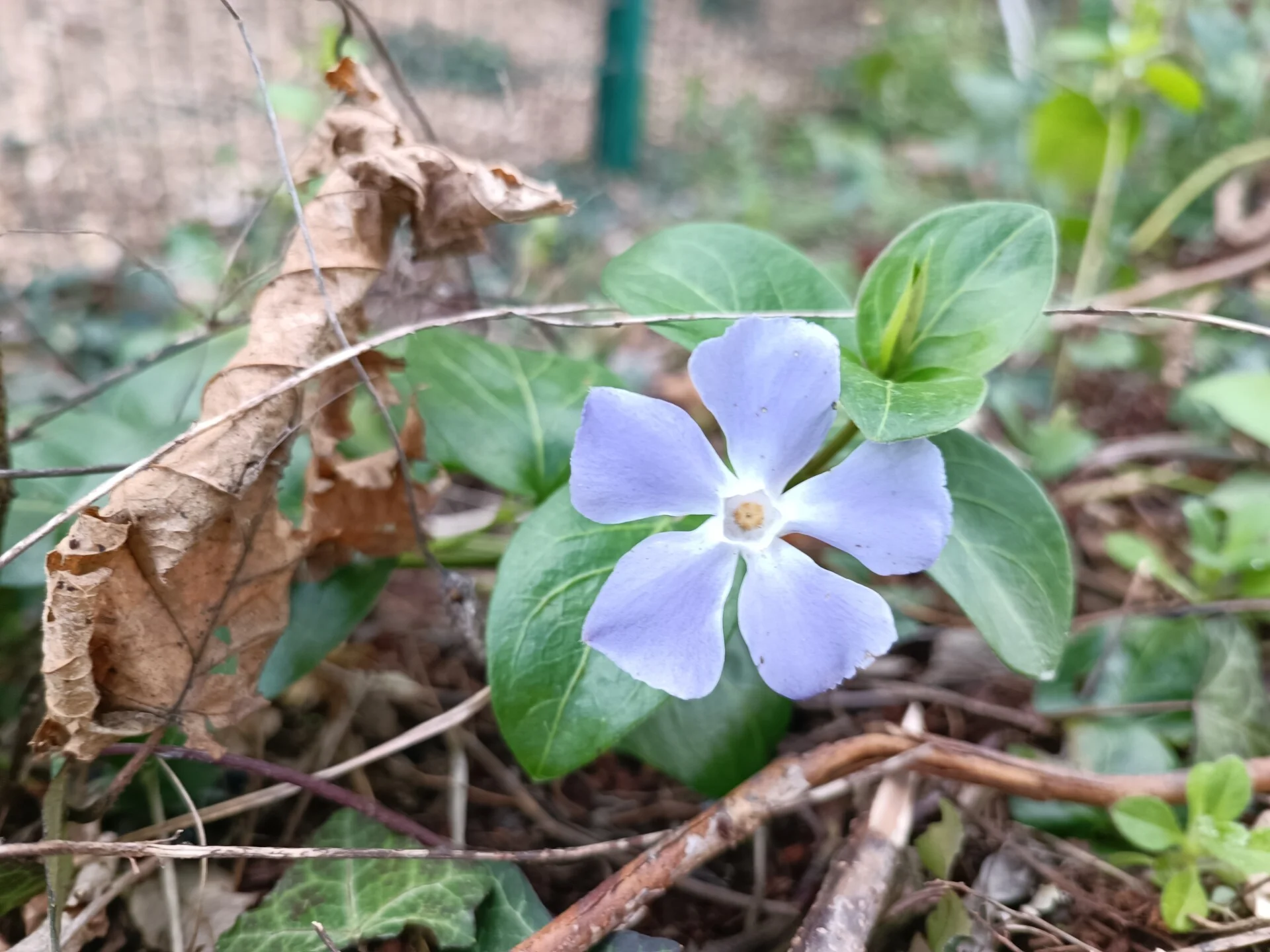 Fond nature